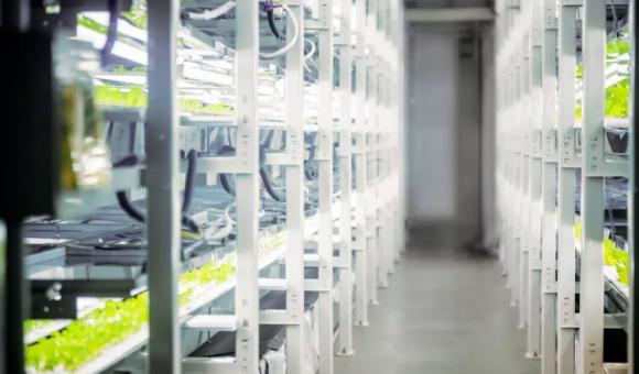 vertikaler Anbau von Ginseng bei Botalys